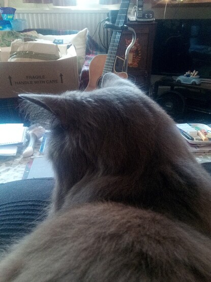 Beautiful grey brown blue Nebelung cat on my lap, photographed from behind as she turns her head to gaze upon all the tidying up I need to do...