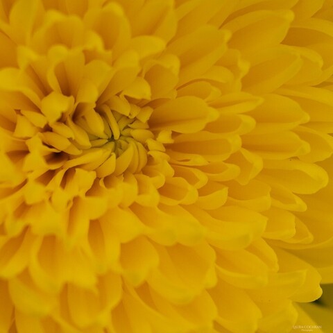 Fill the frame shot of the center of a yellow Chrysanthemum.