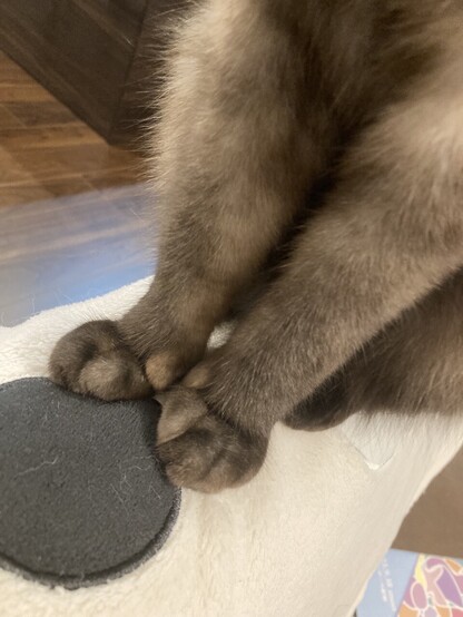 猫の前脚の写真