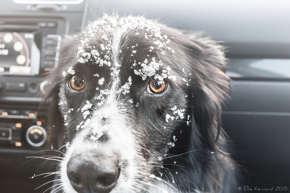 A black and white collie dog covered in snow is looking at the camera. Her golden eyes and the gold lights on the dashboard are the only colour in an otherwise grey and black and white toned scene.