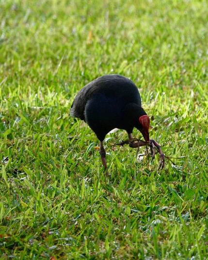 A purple swamphen is standing on a grassy lawn with its left foot raised. Loosely held in its left foot is some vegetation that it is picking at with its beak.