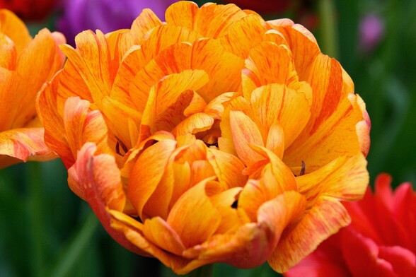 An orange tulip with red stripe accents is in full bloom in this closeup. Other tulips of red and purple are in the peripheral, out of focus. The background is a blur of green.