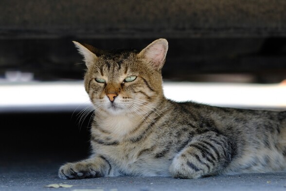 A tabby cat, resting in the shade under a car.