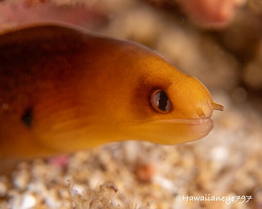 A yellow eel, smaller than your pinky finger, looking camera right.