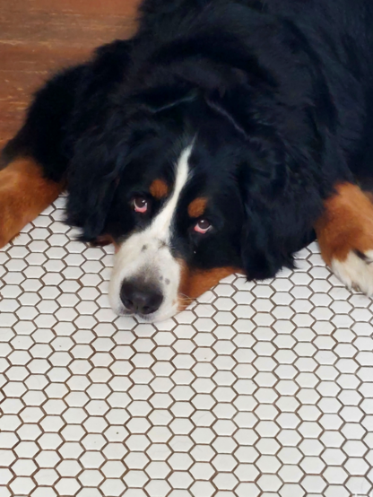 Looking down at a Bernese Mountain Dog lying prostrate on a white hex tile floor.