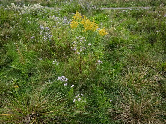 In a glimpse of dry upland prairie type typical of the Puget Sound area in Washington, USA, we can see a autumnal variety of plants, including grasses, lavender Douglas asters, yellow Canadian goldenrod and a cluster of white pearly everlastings