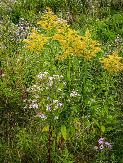 Yellow goldenrod and lavender Douglas aster glow in the autumn prairie scene