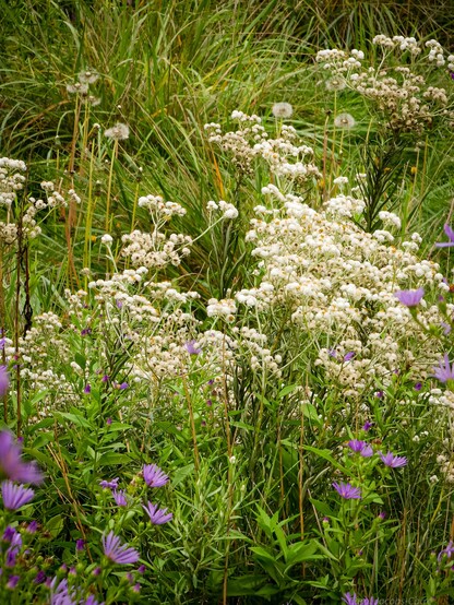 Clusters of white pearly everlasting mingles with the grasses and lavender Douglas asters