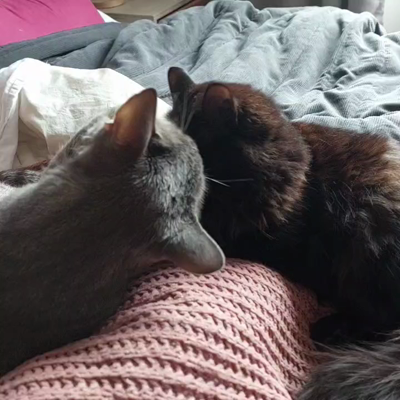 A grey cat licks a black cat