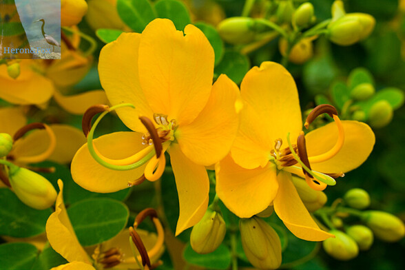 An outdoor, daylight photograph of two yellow flowers with three large, upper petals, and two lower petals on either side. There are two large, brown anthers on yellow stalks on either side of a single, long, curled, green stigma. More yellow flowers as well as green leaves and flower buds are in the background.