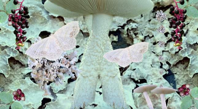 photomontage w background of white lichen, two large  mushroom cross in center. Moths and berries.