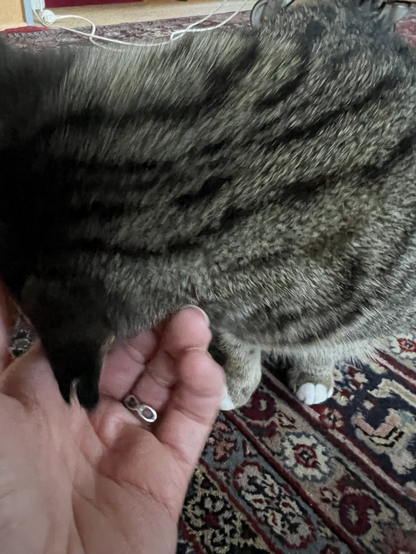 Kat wordt geaaid door hand, kop weggedraaid, hand en rug te zien.