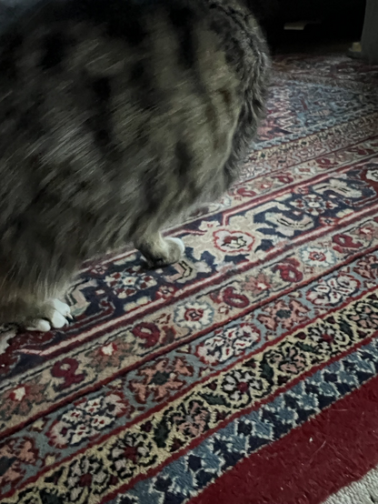 Kattenlijf, geen kop op tapijt. Bewegend. Dus onscherp.