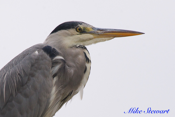 A portrait of a heron, side on, with its feathers in perfect condition.