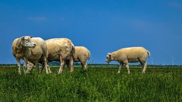 Sheep grazing on a dike in Eemnes. The young one stays behind. In the far background are some wind turbines.