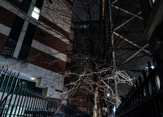 Between two railings below, and two tall buildings above is a leafless tree. It is lit from below, the lower branches well lit and the upper in darkness.