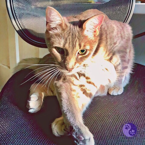 A gray tabby cat with his limbs all over looks up from mid-groom from his perch on a black office chair in full sunlight.
