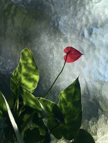 A red heartshaped flower in front of a window
