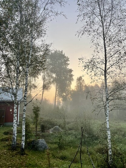 Sunrise in Sweden. Picture showing the sun rising behind trees with morning mist on the ground.
