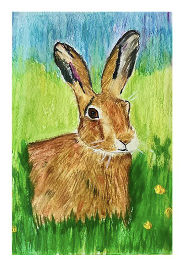 Spring hare in coloured pencils