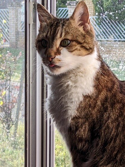 A tabby and white cat sitting on a window sill, looking intently with a hint of a tongue poking out