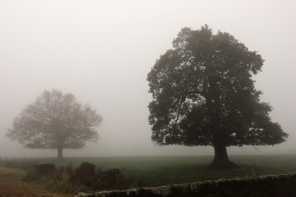a very misty photo of two trees, the nearest and largest on the right and a smaller on on the left which is further away and disappearing into the mist. Across the foreground the top of a dry stone wall just creeps into the bottom of the shot and a weed entangled wire fence runs off into the distance on the left