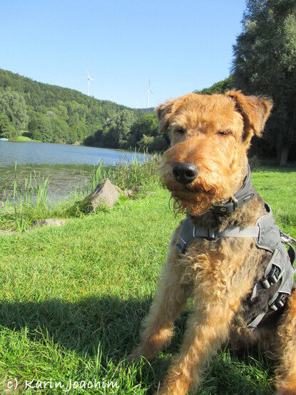 großer hellbrauner Hund mit längerer Schnauze auf einer Wiese vor einem Waldsee in der Eifel