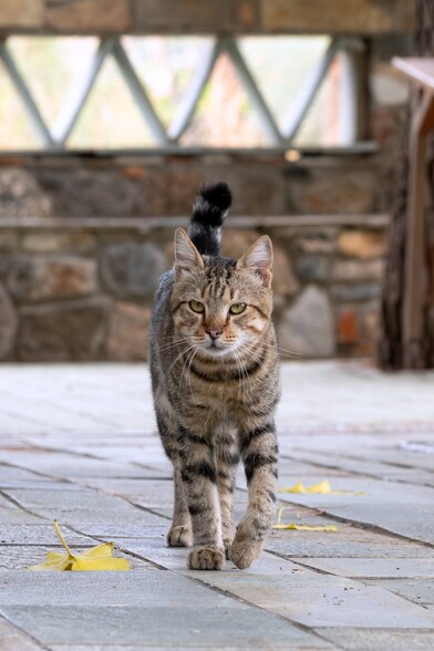 A tabby cat, walking towards the camera.