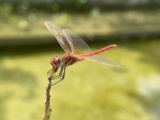 A sympetrum fonscolombii devouring a small dipteran it has just hunted at the edge of a pond.