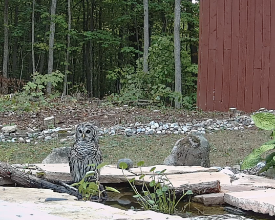 This is a still frame from a trail camera video.  It shows a small backyard pond in a wooded area.  In the middle of the pond, a barred owl is sitting on a log.  (We named the owl Omar after the Omar Little character in The Wire because everyone alarm calls and runs for cover when Omar arrives.)