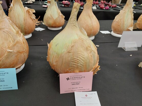 Largest onion 2022