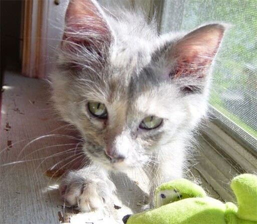 A longhaired dilute tortoiseshell kitten in a sunny window sill with a toy stuffed frog which matches her green eyes illustrating The Domestic Deal.