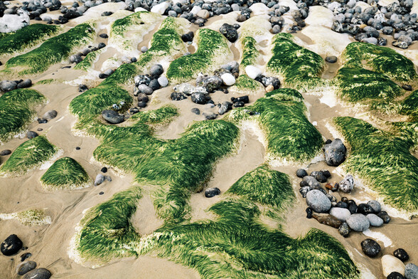 Die Aufnahme zeigt den Strandboden mit zahlreichen, fÃ¼r die AlabasterkÃ¼ste (CÃ´te d'albÃ¢tre) typischen, eher graudunklen Kieselsteinen und den weiÃŸen Kreide-/Kalksteinen. WÃ¤hrend sich an den glatten OberflÃ¤chen der Kieselsteine die Algen gar nicht oder nur schwer festsetzen kÃ¶nnen(?), scheinen die eher porÃ¶sen Kreidesteine eine ideale OberflÃ¤che fÃ¼r die Besiedelung durch grÃ¼ne, feinfÃ¤drige Algen zu sein. In der Kombination dieser beiden Steinarten mit dem hellen, sandigen Untergrund entsteht eine (meines Erachtens) wunderschÃ¶ne , texturierte GesamtoberflÃ¤che.