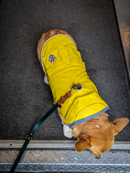 moxxi the corgi is pictured from above in her yellow rain jacket. she's on a black rug carefully sniffing the doorstep from inside of a building.