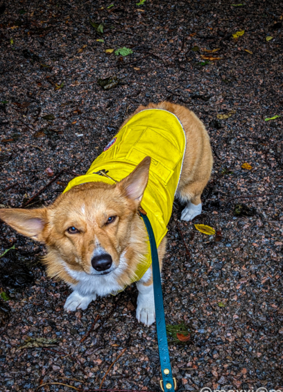 moxxi the corgi is outside, squinting in her yellow rain jacket. her nose is wet and her ears are low.