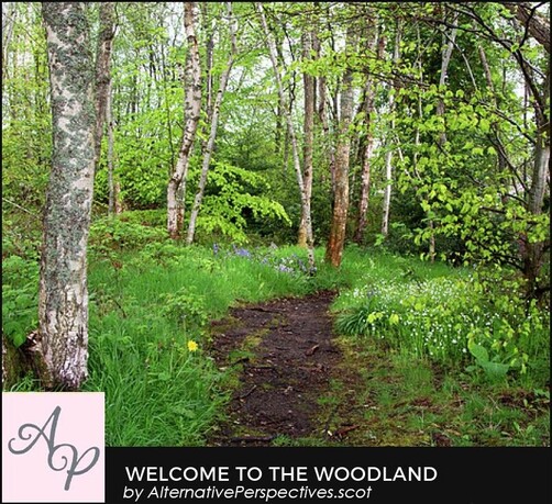 A woodland path is in the middle of this scene.  One the left hand side is a large patch of pink, blue and white bluebells while on the right hand side are beautiful white greater stitchwort.  All these plants are nestled in natural undergrowth.