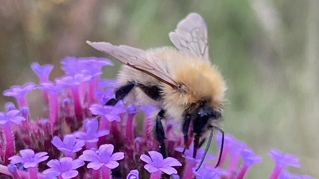 A very pale brown furry bumble bee with black legs and head. Its wings are spread and you can see the veins on them. The bee is busy probing one of the many small pinky purple flowers on the flower head. The background is greenish and blurred.