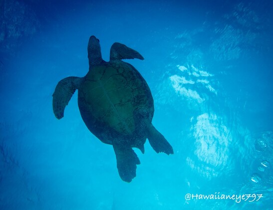 A sea turtle in near-silhouette, seen from underneath, showing its flattened fins and rounded shell.