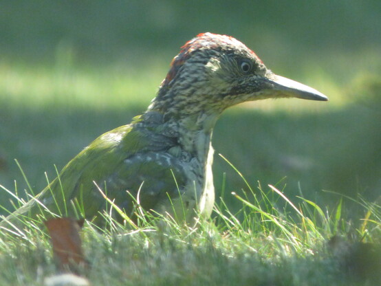 close up of a juvenile green woodpecker just below the bank in the lawn outside our kitchen window. You can tell it's a youngster because of the grey and black scratchy pattern feathers from the face down its neck and chest