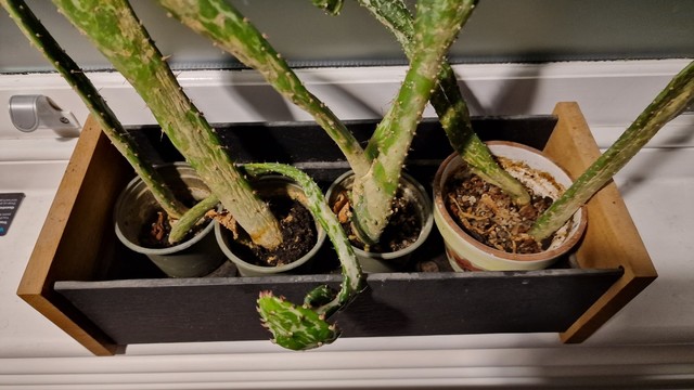 Cactus plant pots