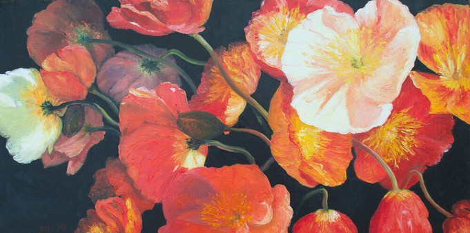 A panorama shaped Oil painting of brilliantly colourful graceful Iceland Poppies on a black background.