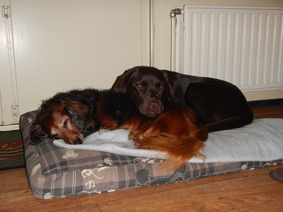 A brownish pillow with a light blue blanket. On it are two sleeping dogs. On the left a reddish Dachshund with a greying face. On his back rests a brown Labrador head, as she's snuggled around his backside.