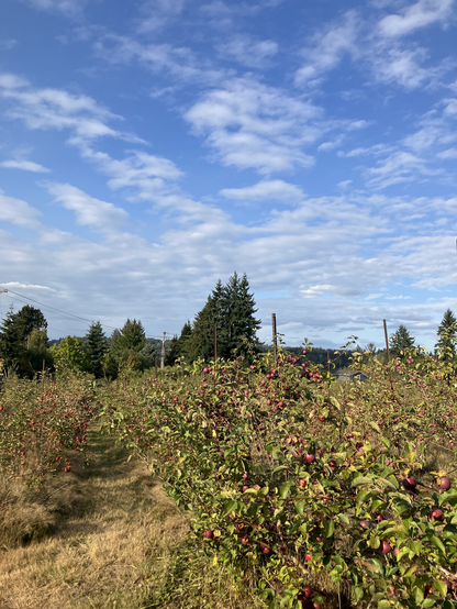 Rows of small apple trees against a background of evergreens and blue sky with light clouds