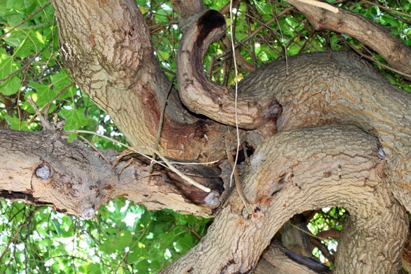 Tree trunk and branches winding around each other as viewed from below.