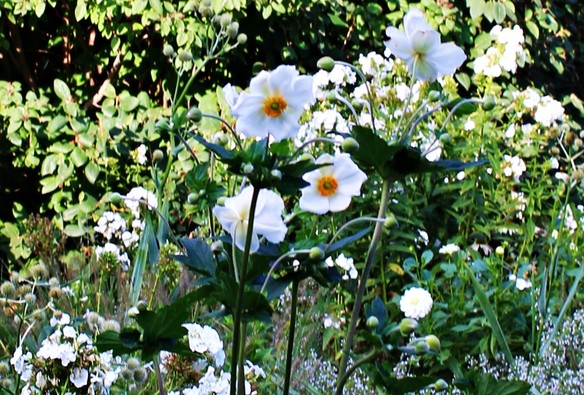 Long green stems leading to blooms with white petals and orange centers amid other flowers with white blooms.