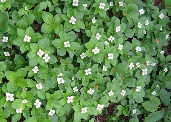 A patch of bunchberry in the Horse Barn Valley Interpretive Forest.