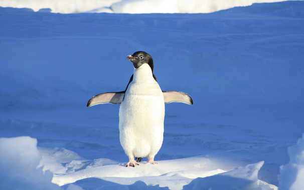 penguin standing in the snow with its wings raised