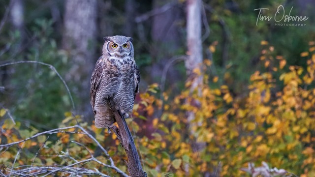 A Great Horned Owl sits on a branch with the golden colours of fall in the background.