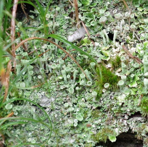 Photo of closup of lichen that are formed like many small green trumpets or organnpipes, somthing musical, that would produce a chorus