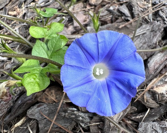 Blue morning glory flower with a white inner throat.